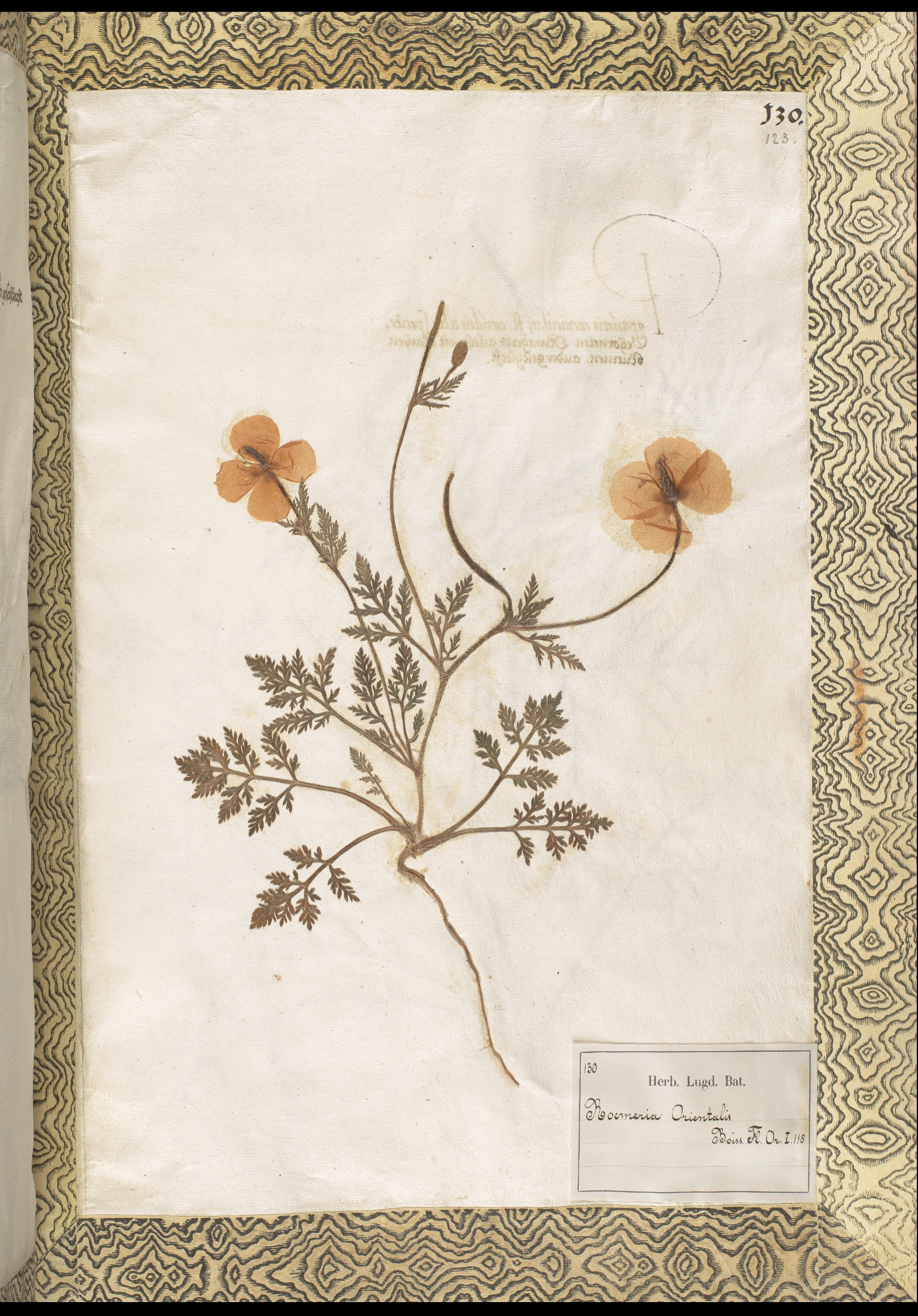 Roemeria hybrida (violet-horned poppy flower) uit het Rauwolf Herbarium, 1574 – 1576, verzameld in Syrië. Naturalis Biodiversity Center, Leiden.