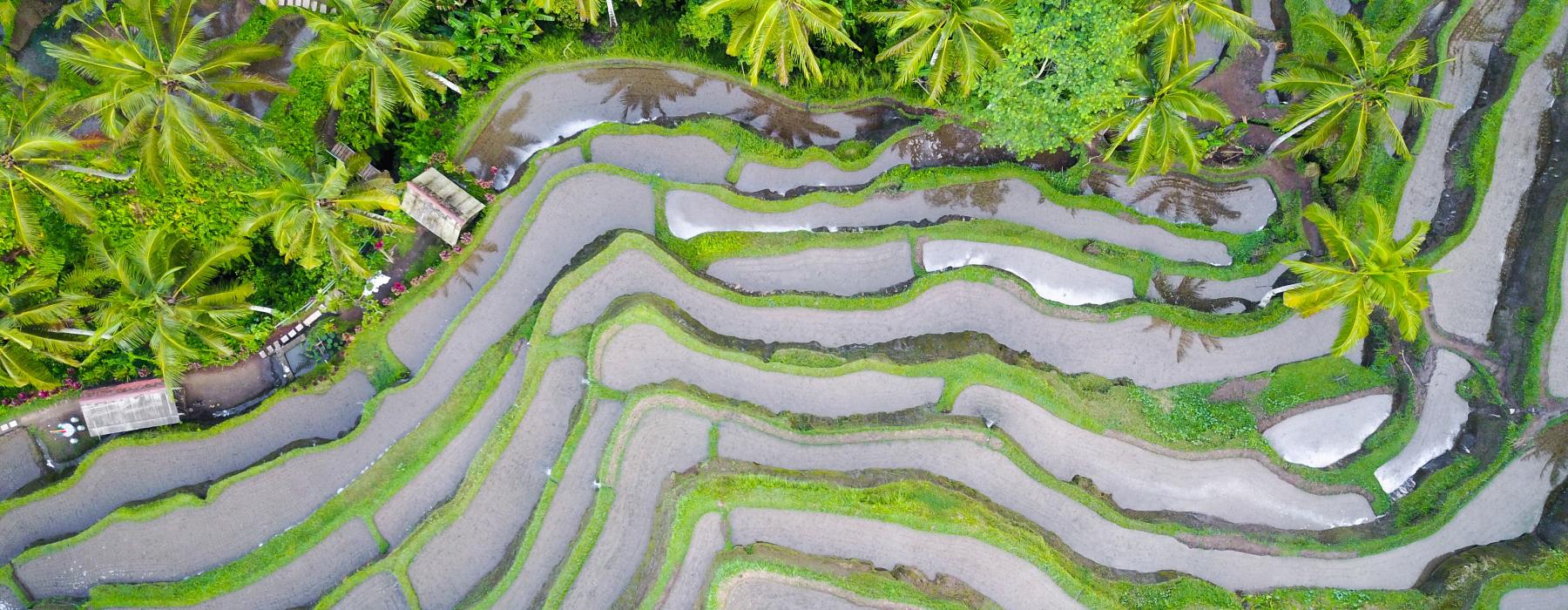 Rice field