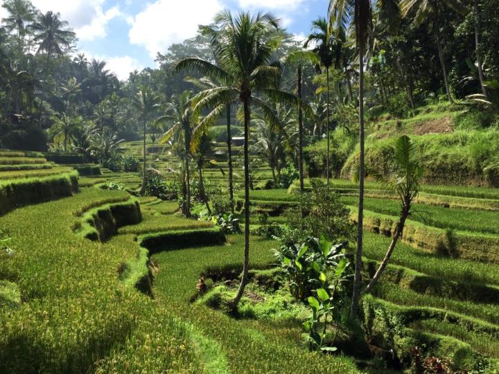 Expo Bali Tropenmuseum Amsterdam